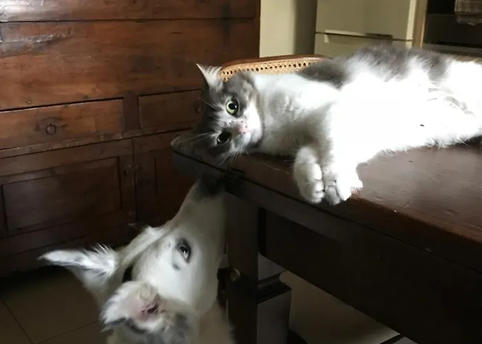 A Modo Mio - - Zona Stadio Ospedale Maggiore Casa de hóspedes